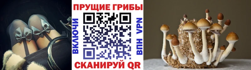 Галлюциногенные грибы Psilocybine cubensis  наркошоп  Ивантеевка 